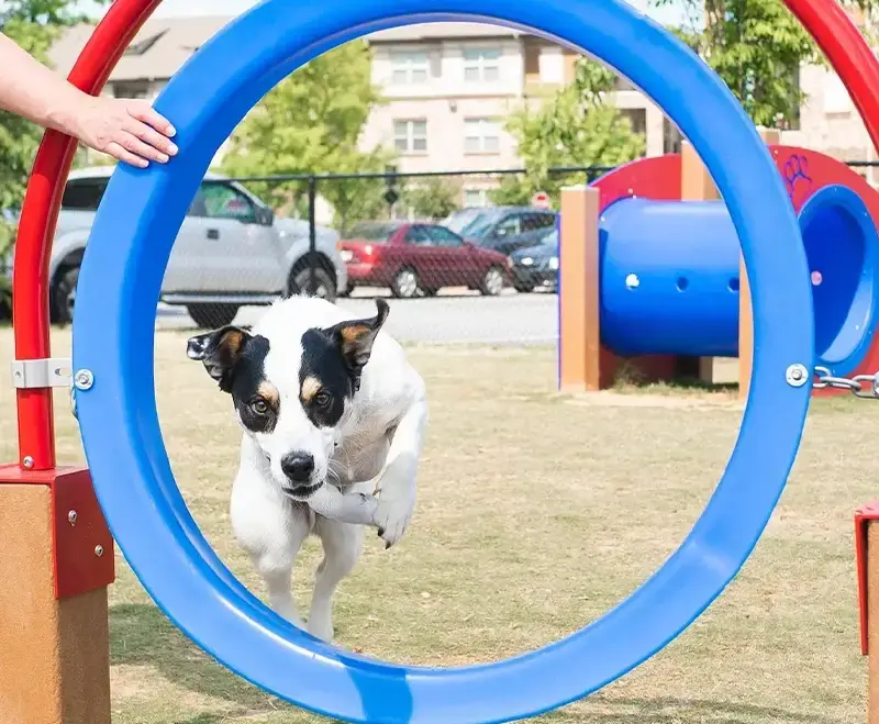 DogPark