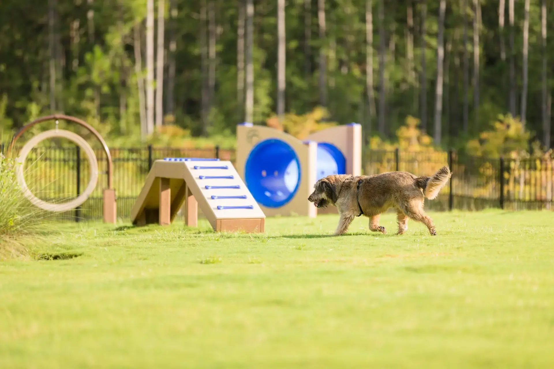 Dog Park